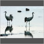 Wading cranes